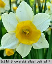 Narcissus Topolino
