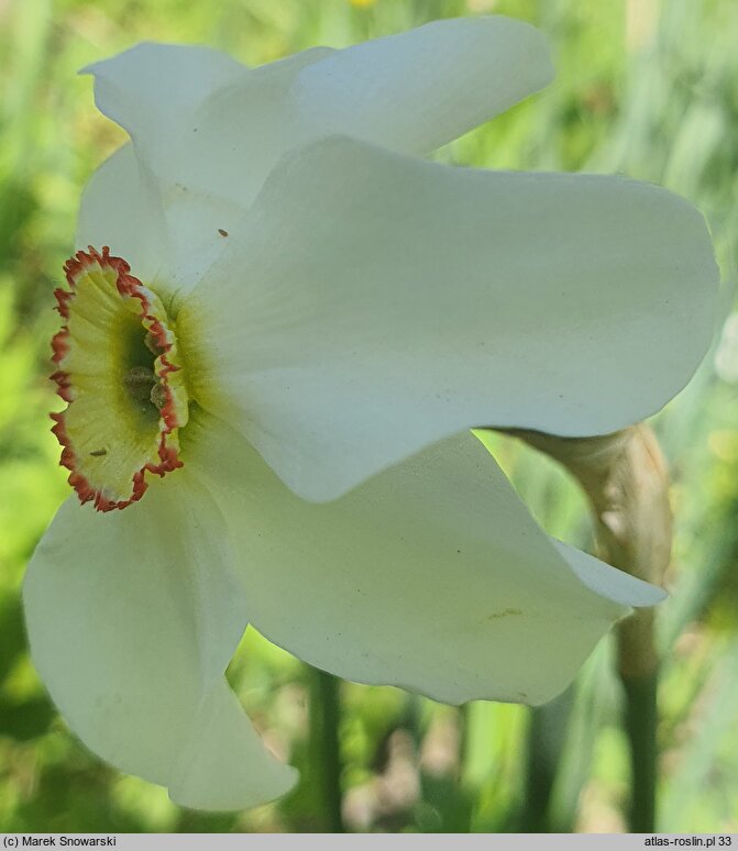 Narcissus Recurvus