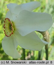 Narcissus Recurvus