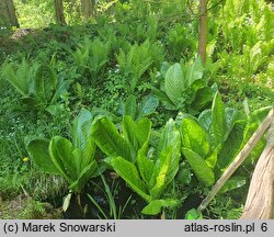 Lysichiton americanus (tulejnik amerykański)