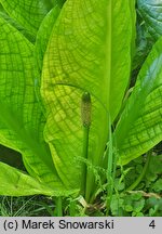 Lysichiton americanus (tulejnik amerykański)