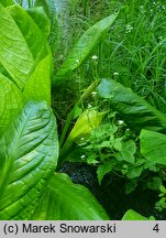 Lysichiton americanus (tulejnik amerykański)