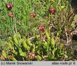 Sarraceniaceae (kapturnicowate)