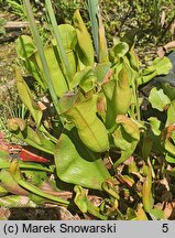 Sarraceniaceae (kapturnicowate)