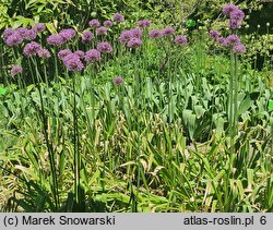 Allium Mars