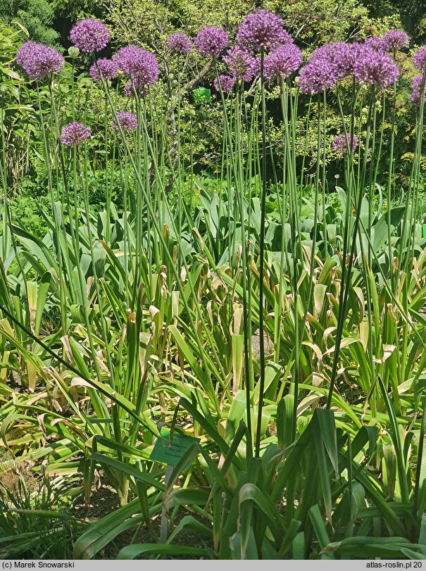Allium hort. Mars