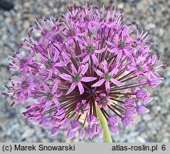 Allium Mars