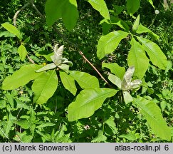 Magnolia tripetala (magnolia parasolowata)