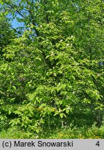 Magnolia tripetala (magnolia parasolowata)