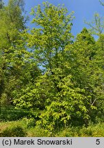 Magnolia tripetala (magnolia parasolowata)