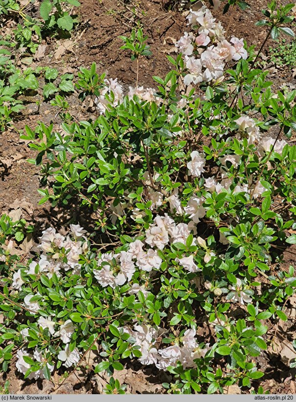 Rhododendron obtusum Eliza Hyatt