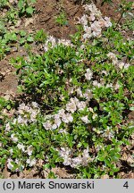 Rhododendron obtusum Eliza Hyatt