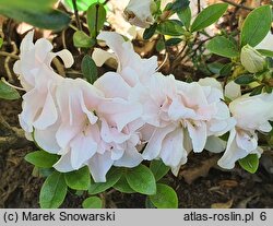 Rhododendron obtusum Eliza Hyatt