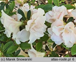 Rhododendron obtusum Eliza Hyatt