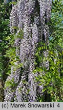 Wisteria floribunda Ludwik Lawin