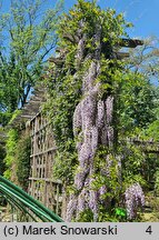 Wisteria floribunda Ludwik Lawin