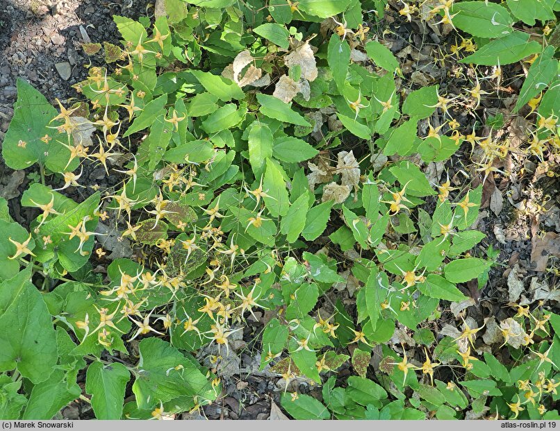 Epimedium Amber Queen