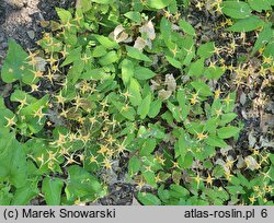 Epimedium Amber Queen