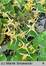 Epimedium Amber Queen