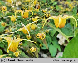 Epimedium Amber Queen