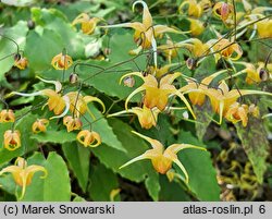 Epimedium Amber Queen