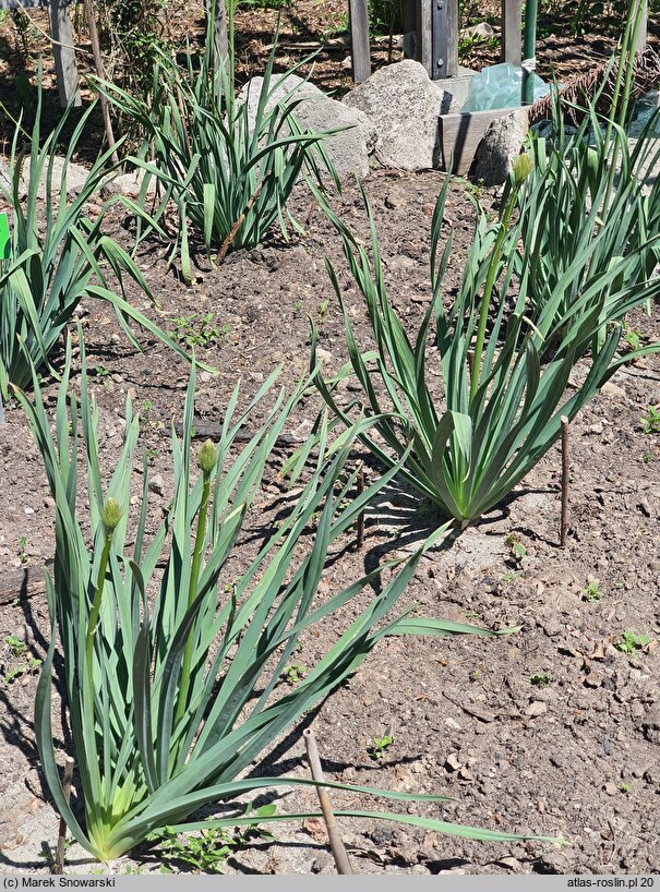 Eremurus himalaicus Cleopatra