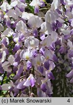 Wisteria floribunda Ludwik Lawin