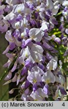 Wisteria floribunda Ludwik Lawin