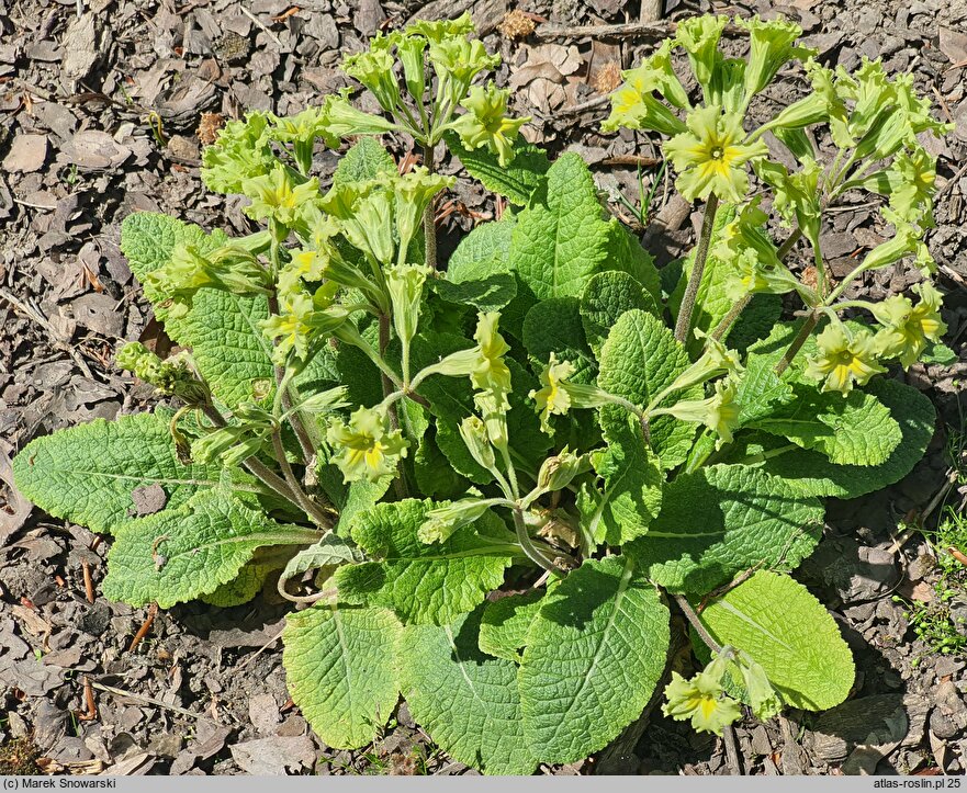 Primula Francesca