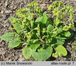 Primula Francesca