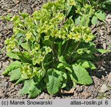 Primula Francesca