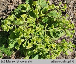 Primula Francesca