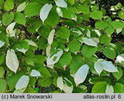 Actinidia kolomikta (aktinidia pstrolistna)