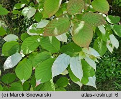 Actinidia kolomikta (aktinidia pstrolistna)