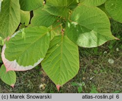 Actinidia kolomikta (aktinidia pstrolistna)