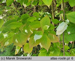 Actinidia kolomikta (aktinidia pstrolistna)