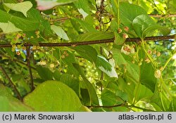 Actinidia kolomikta (aktinidia pstrolistna)