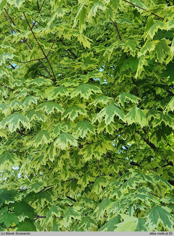 Acer platanoides Drummondii