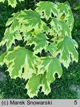 Acer platanoides Drummondii