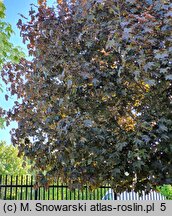 Acer platanoides Crimson King