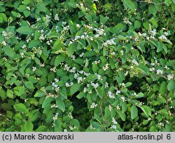 Cotoneaster hebephyllus var. hebephyllus (irga przewalskiego)