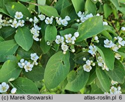 Cotoneaster hebephyllus var. hebephyllus (irga przewalskiego)