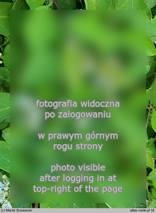 Cotoneaster hebephyllus var. hebephyllus (irga przewalskiego)