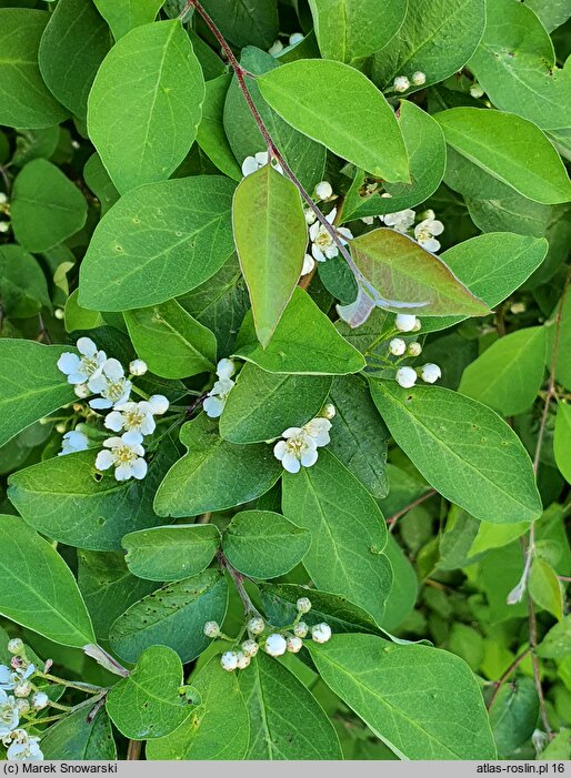 Cotoneaster hebephyllus var. hebephyllus (irga przewalskiego)