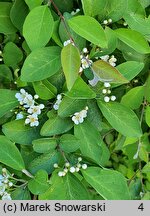 Cotoneaster hebephyllus var. hebephyllus (irga przewalskiego)