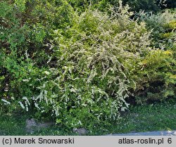 Spiraea crenata (tawuła karbowana)