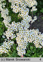 Spiraea crenata (tawuła karbowana)