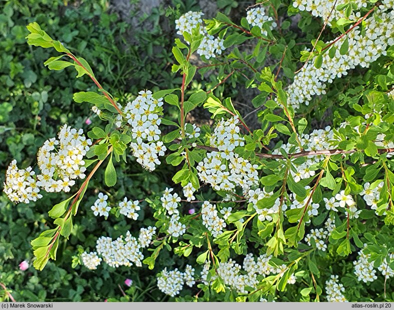 Spiraea crenata (tawuła karbowana)