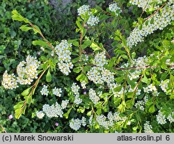 Spiraea crenata (tawuła karbowana)