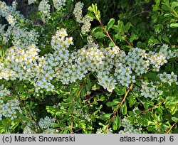 Spiraea crenata (tawuła karbowana)